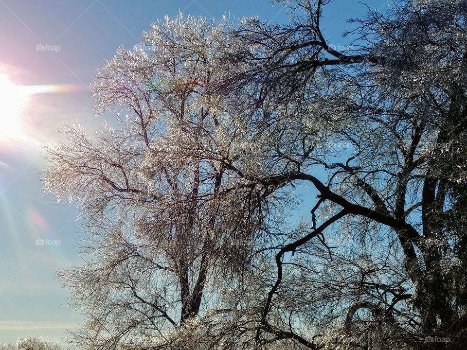 ice tree