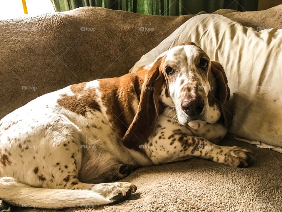 My posing Basset hound