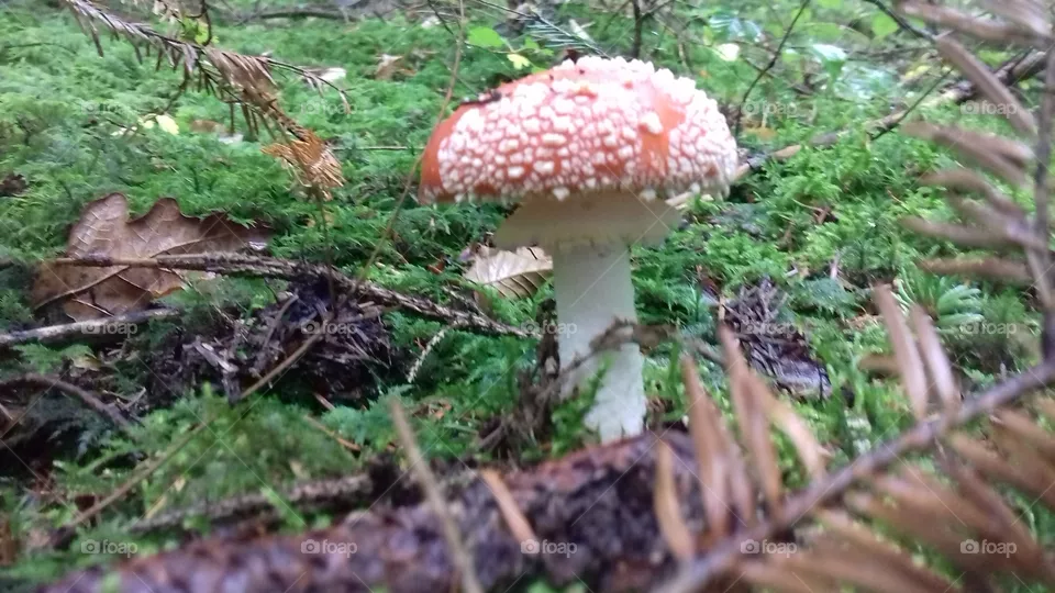 Forest