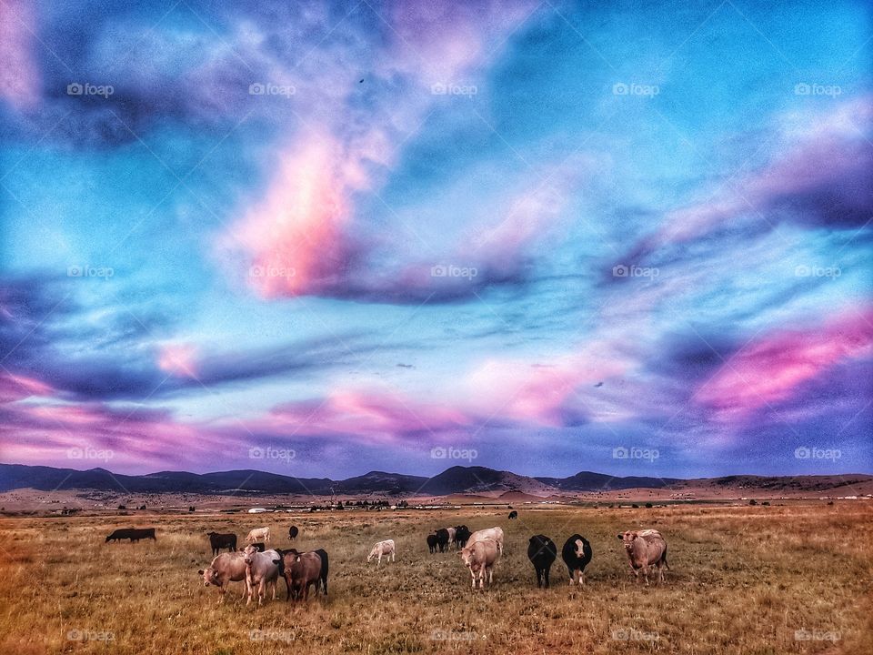 A shot of a pasture of cows under a colorful afternoon sky in Anaconda Montana.