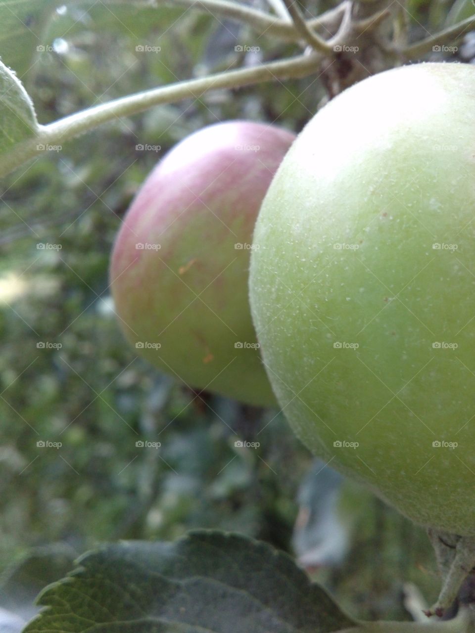 Apple-tree