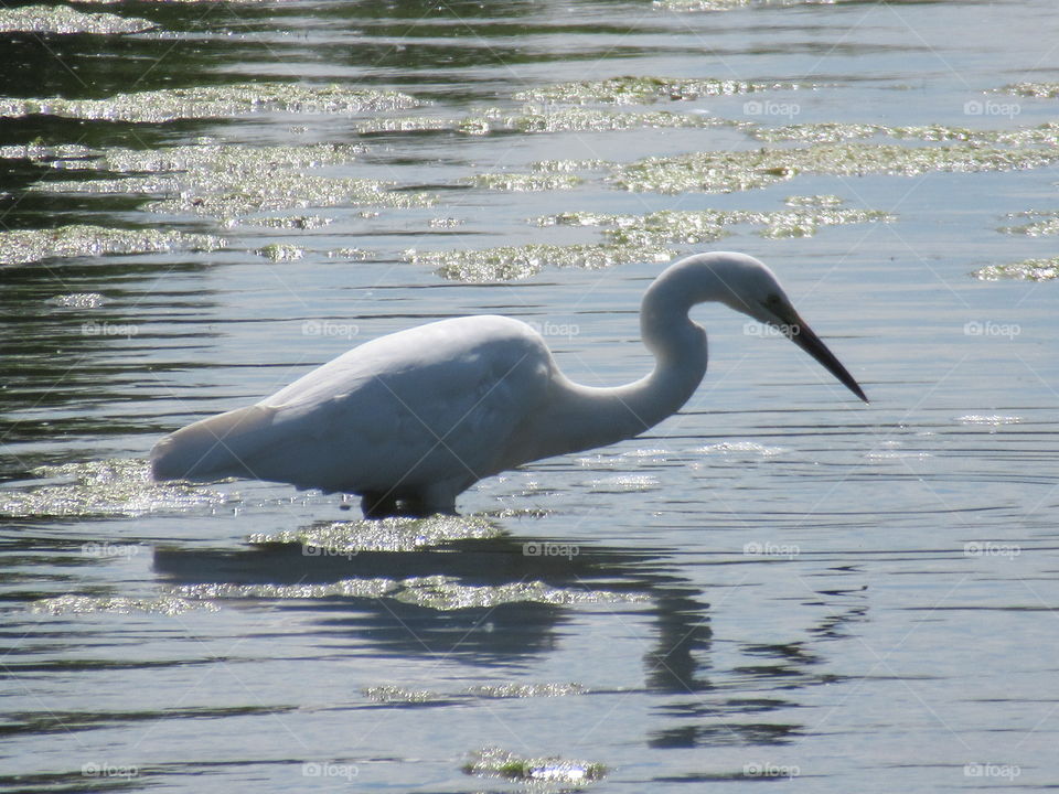 Egret with reflection on the lake