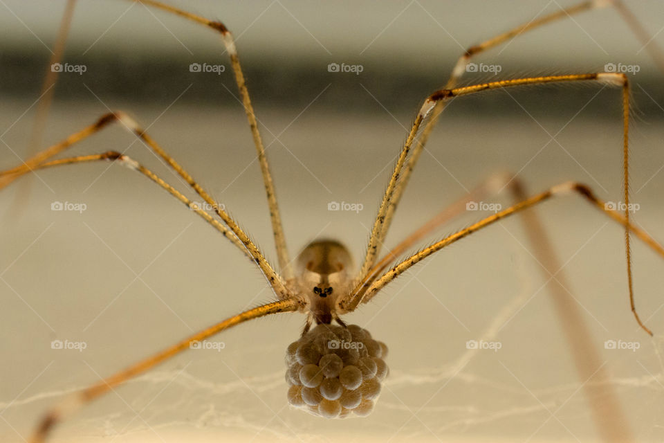 Brown spider with furry back, black markings, eight legs and carrying a webbed ball of eggs.  Spider is translucent as well. 
