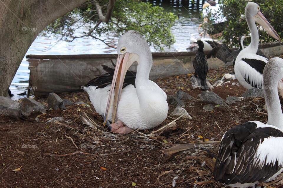 Pelican with Newborn 