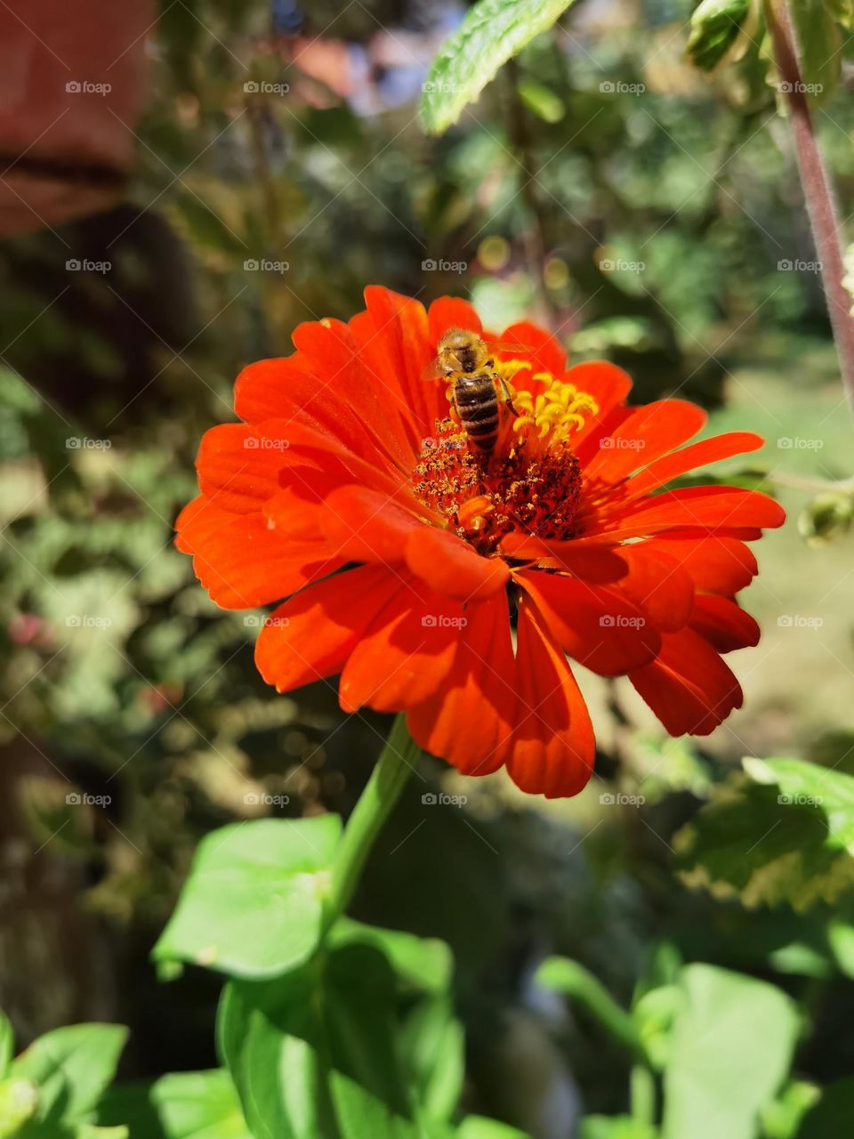 Red Garbera and a little Bee