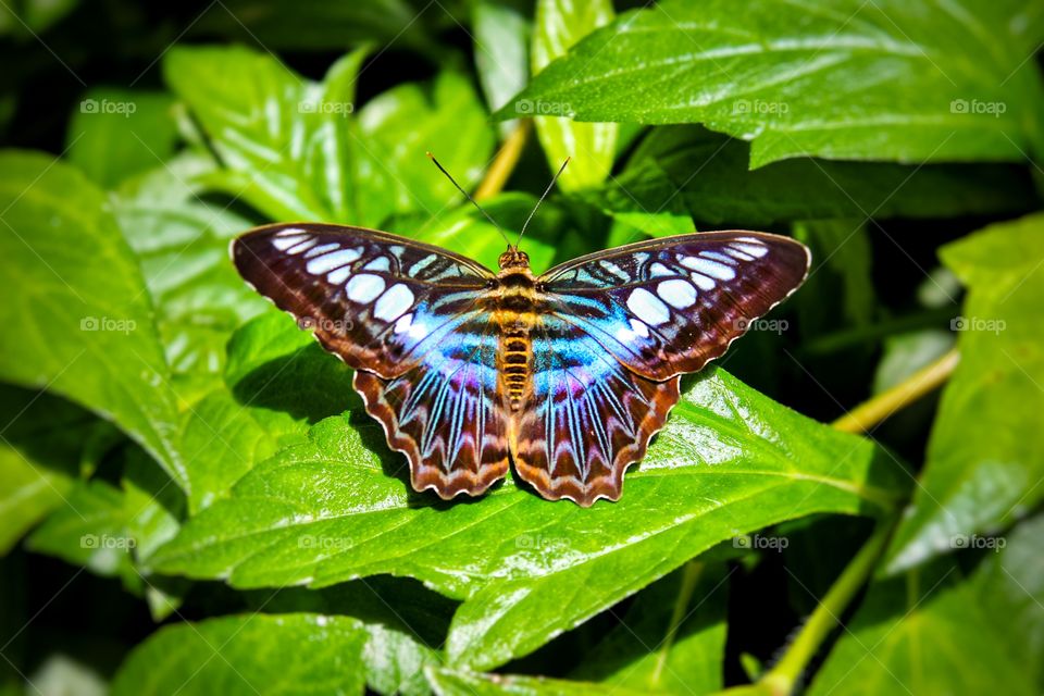 Butterfly 🦋 wonderland 🌺🍃🌼