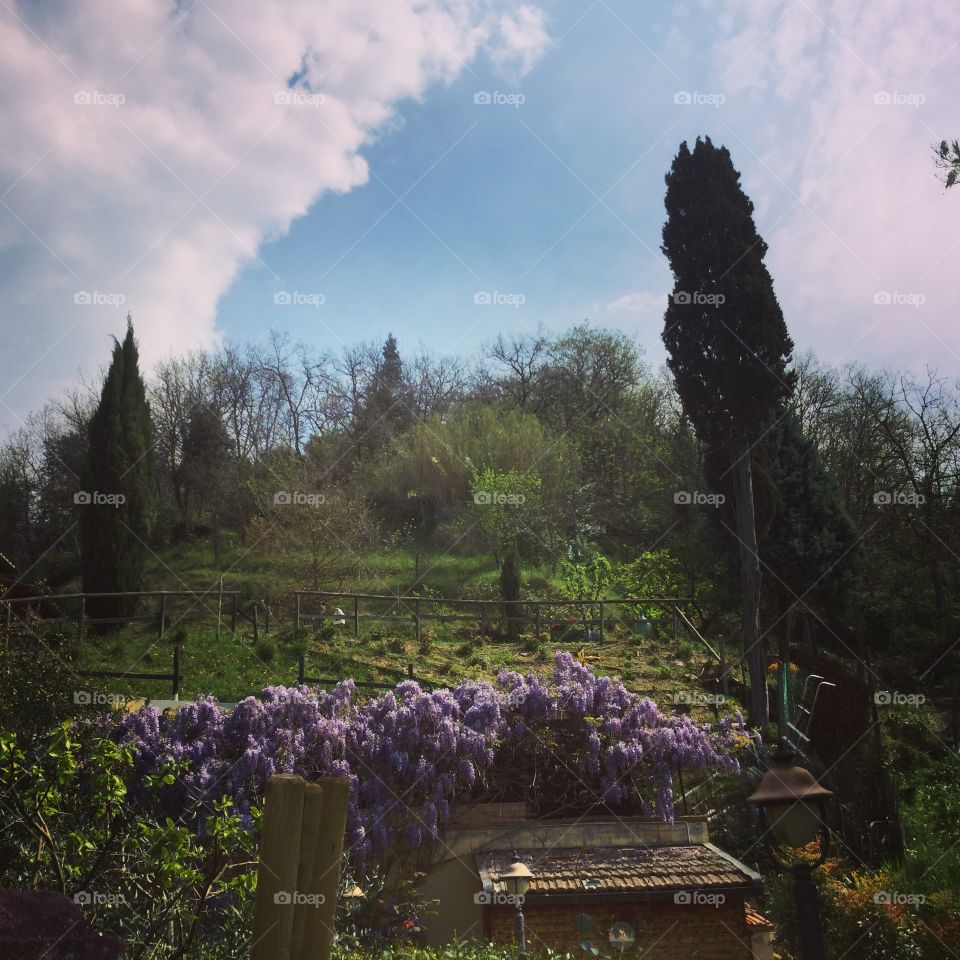 My garden in Tuscany