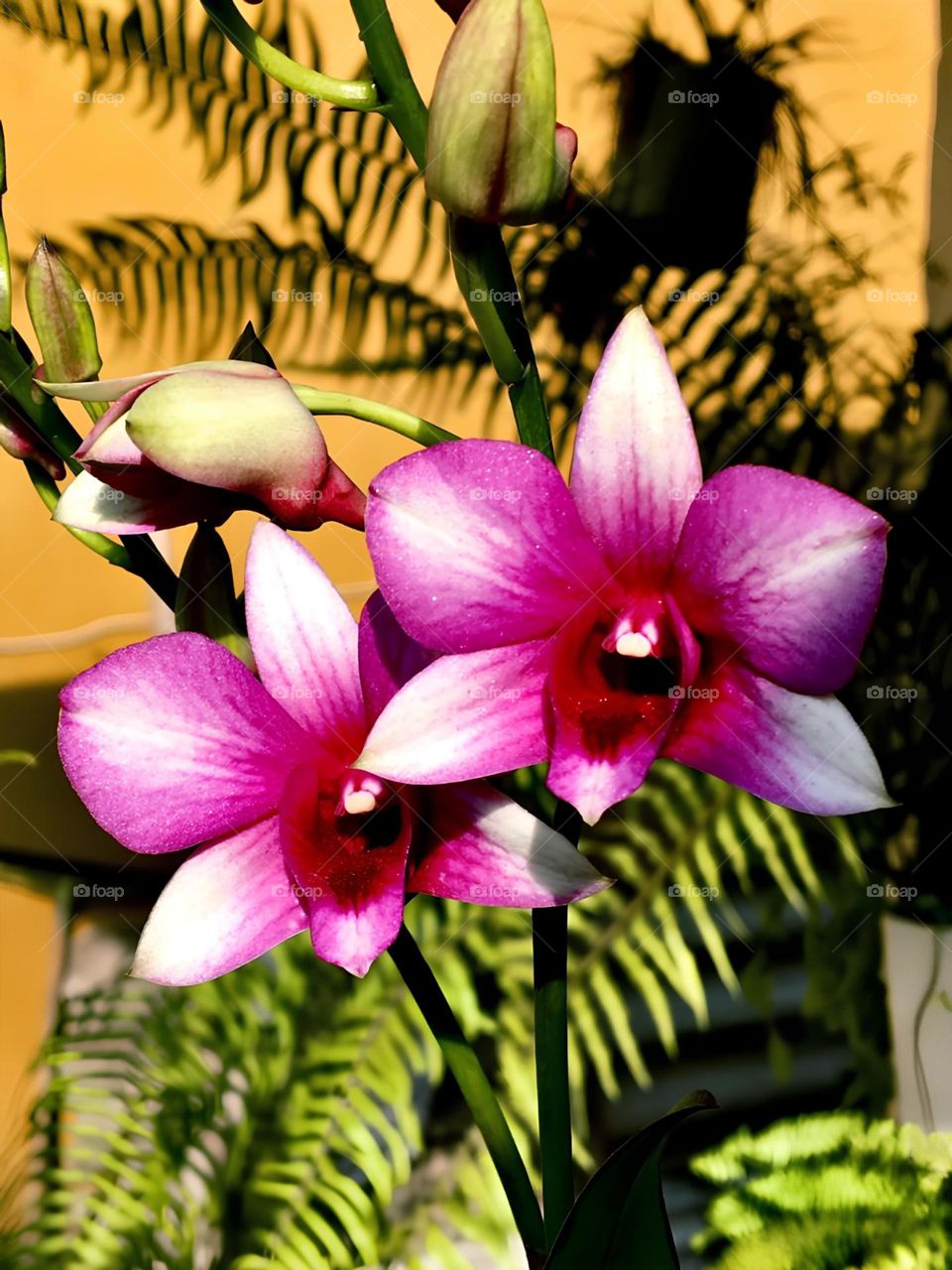 Orquídea 