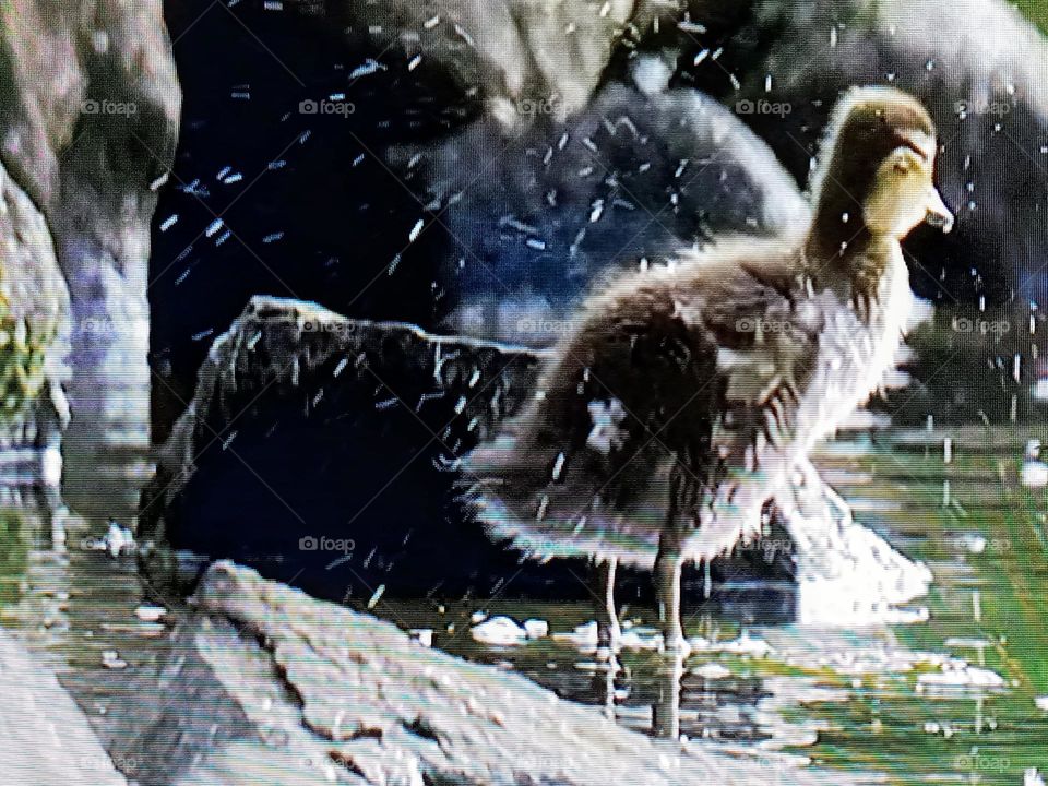 one bird photography