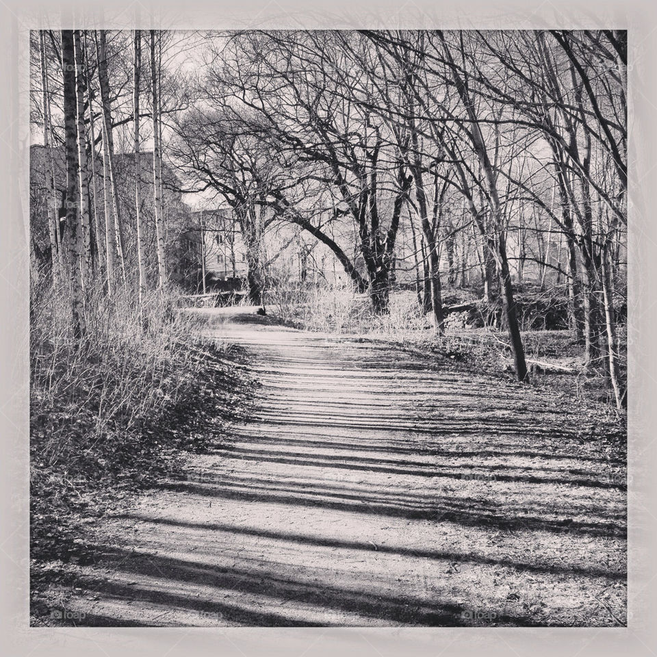 tree trees path träd by birrber