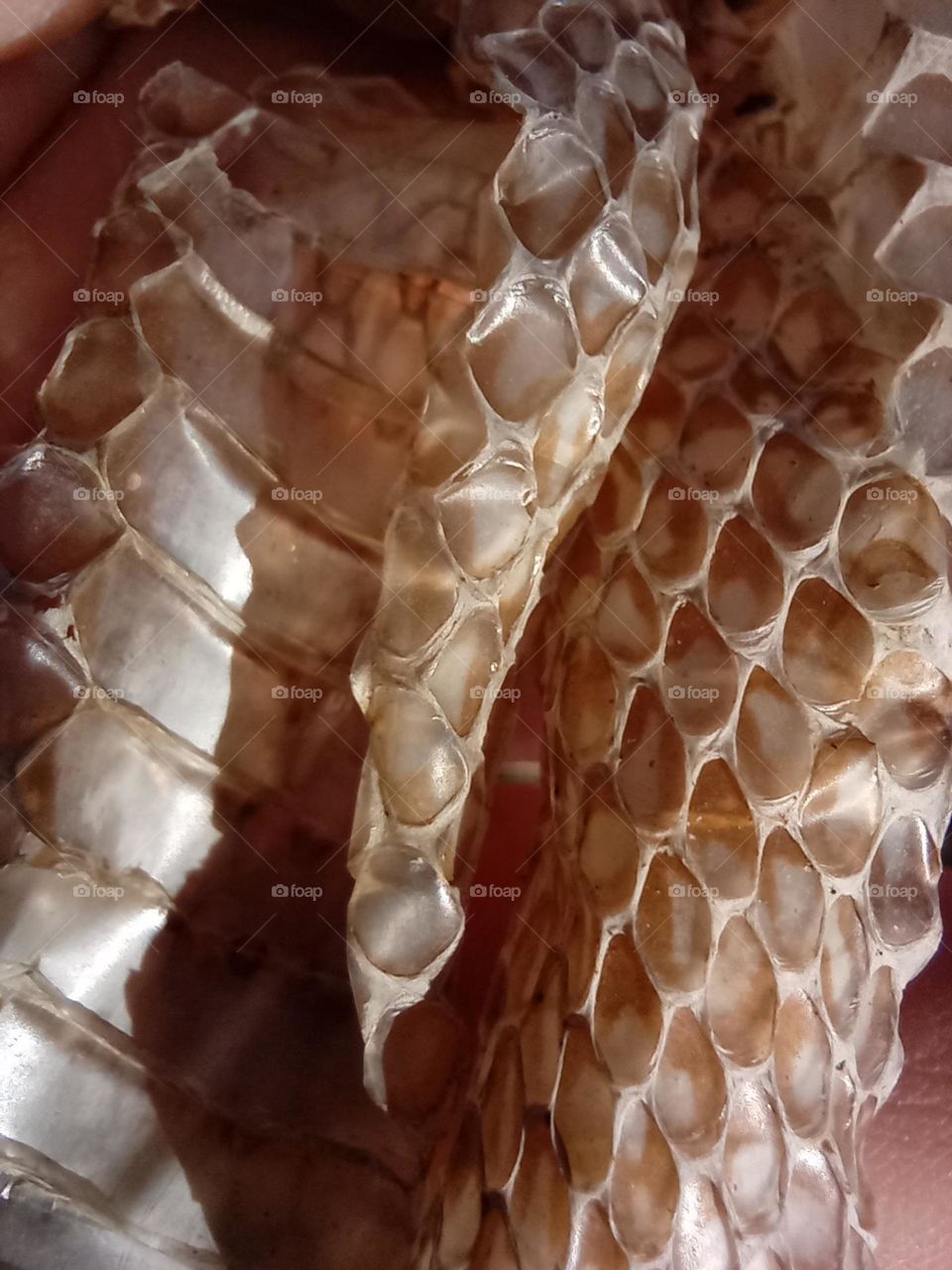 Close up Snakeskin and Scale pattern. Golden coloured Shedded Skin of a European Green Whip Snake. Snakes shed their Skin through a process called Ecdysis. Most Shedded Snake Skins are this colour and don't show the Colour of the actual Snake