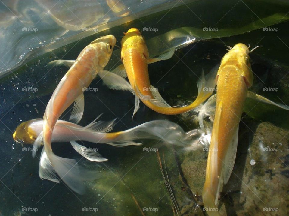 KOI - BUTTERFLY TYPE