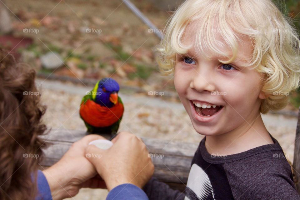 Feeding the Lorikeets