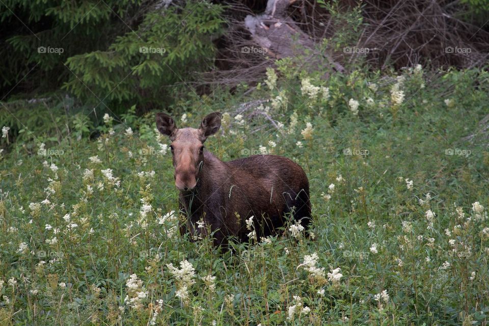 Moose on flower meadow