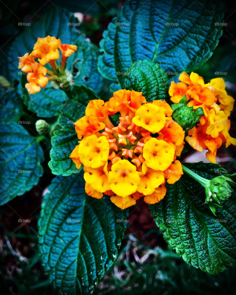 🌹 🇺🇸 Very beautiful flowers to brighten our day.  Live nature and its beauty. Did you like the delicate petals? / 🇧🇷 Flores muito bonitas para alegrar nosso dia. Viva a natureza e sua beleza. Gostaram das pétalas delicadas? 