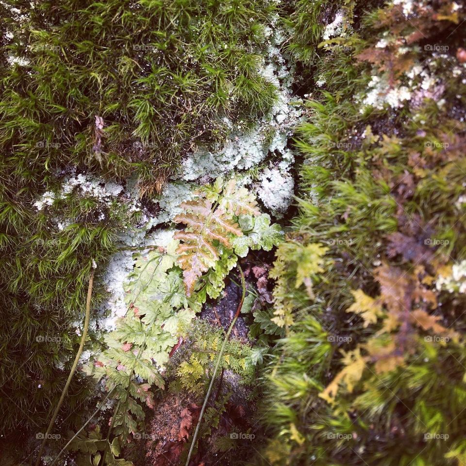 Moss and small ferns on the first day of spring 
