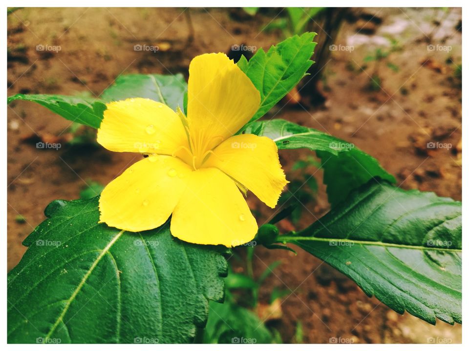 very cool morning vibes to clicks blooming flower