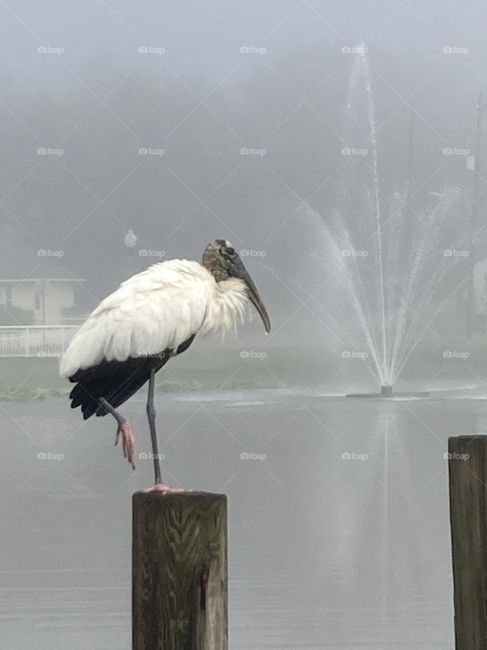 Big bird on a pier at a lake