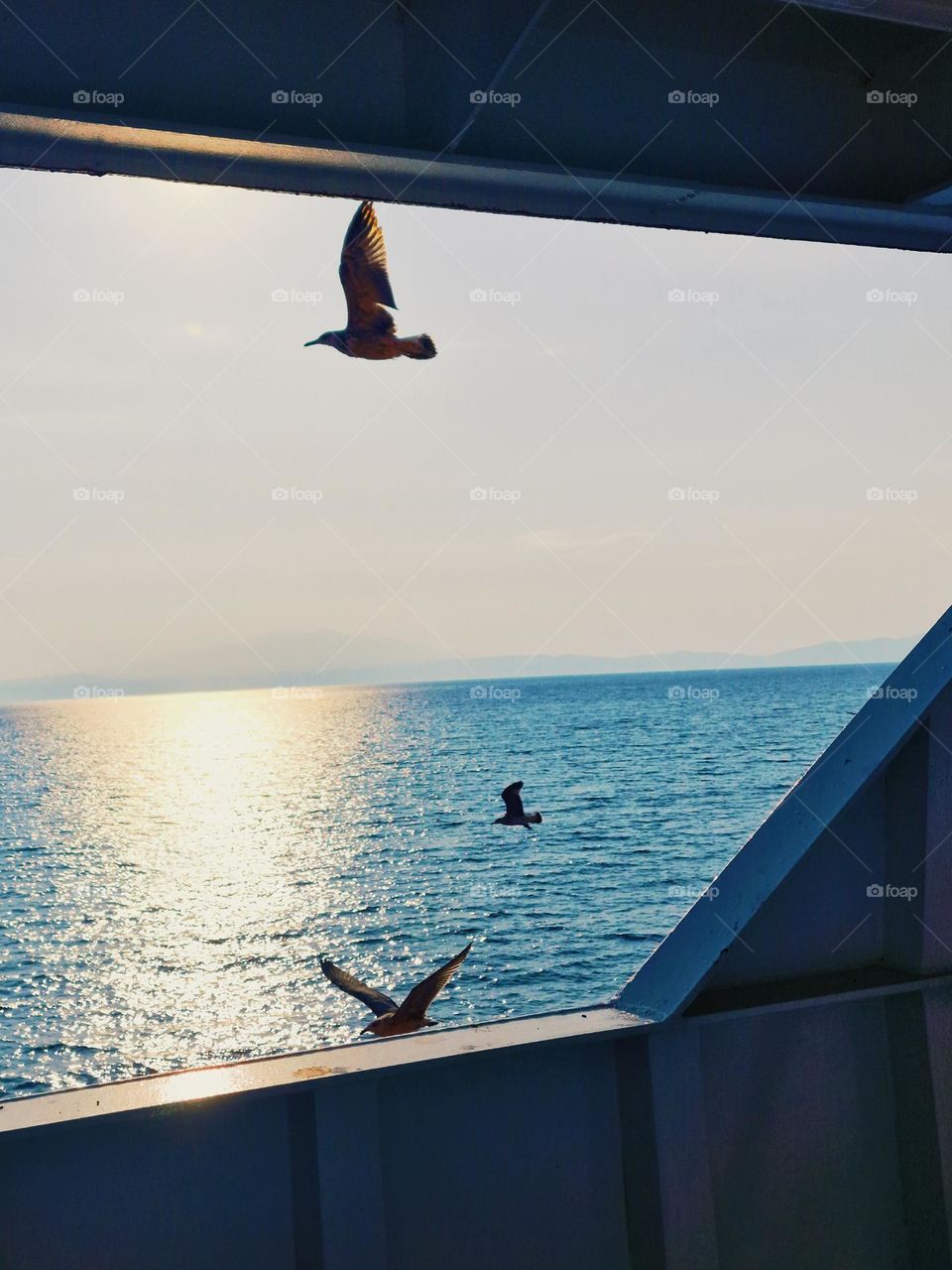 seagulls flying over the sea