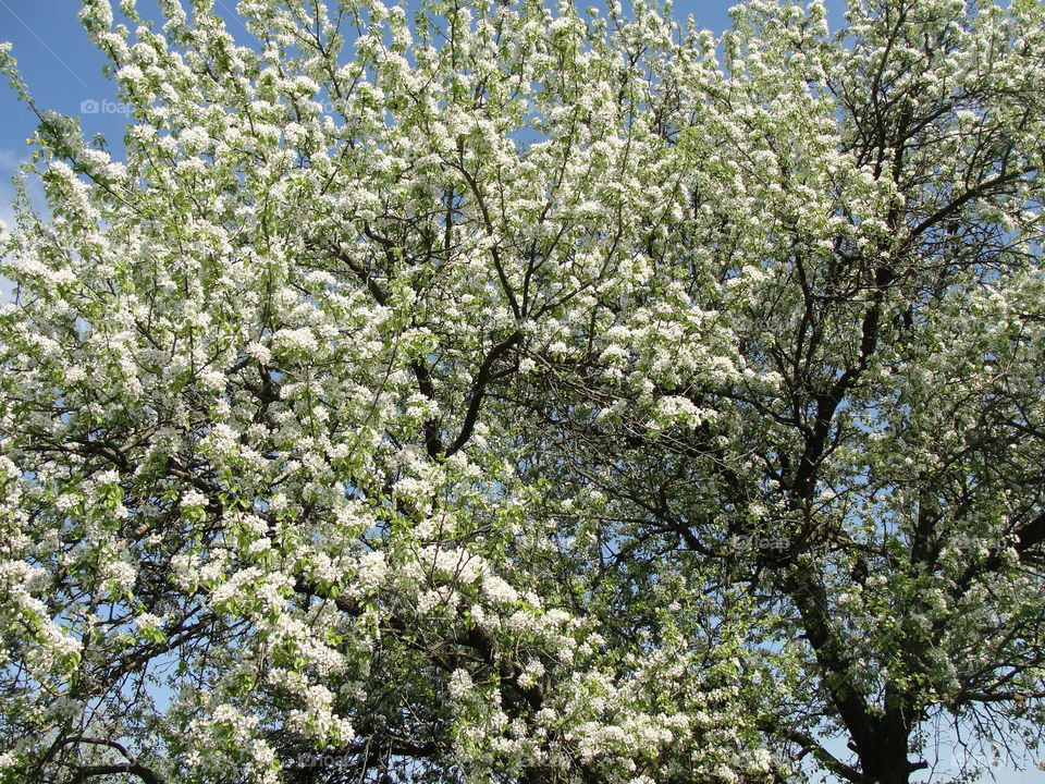 white tree