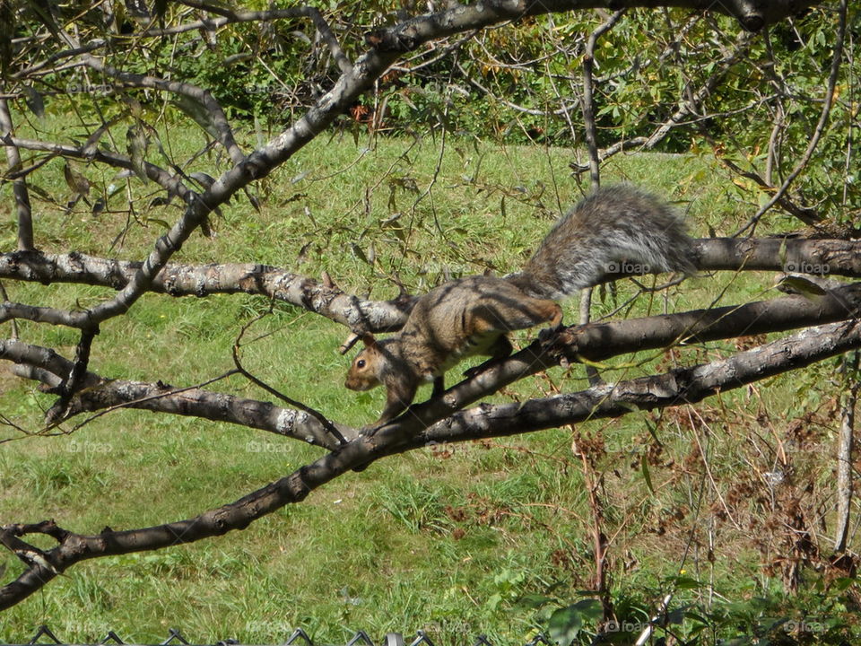 Grey squirrel  walking on tree branch 