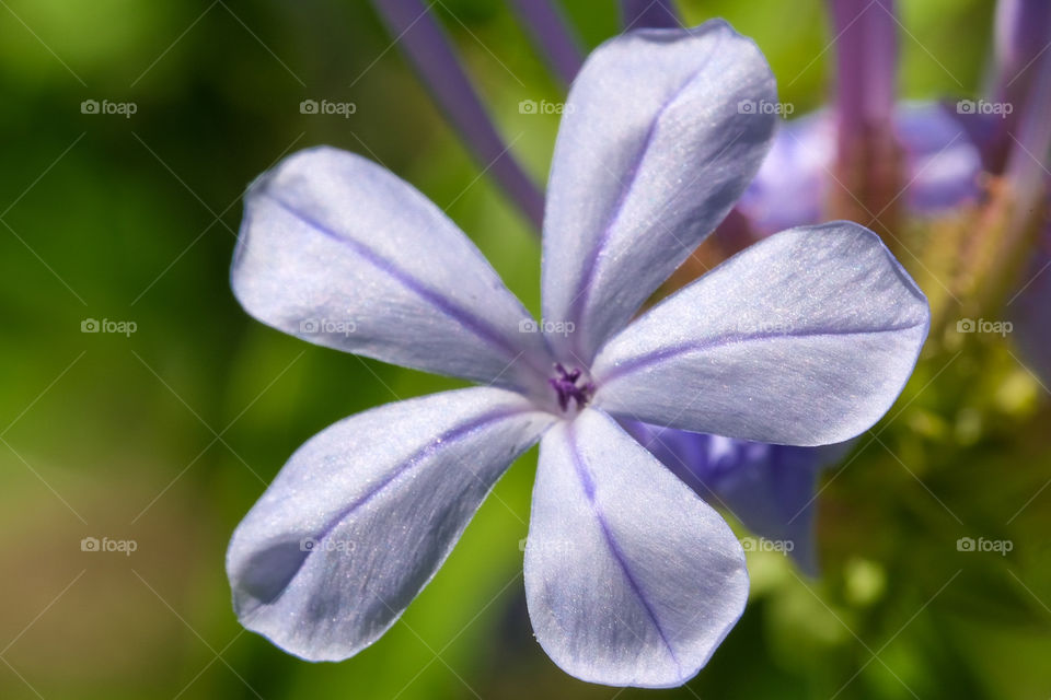 violet flower in my garden