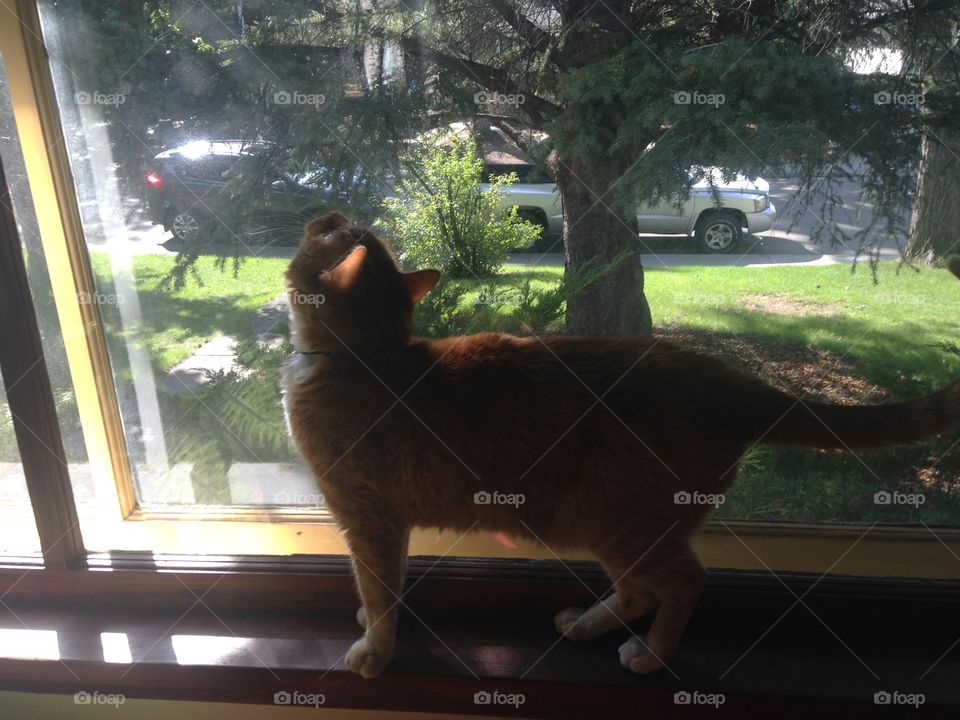 Kitty in the window 