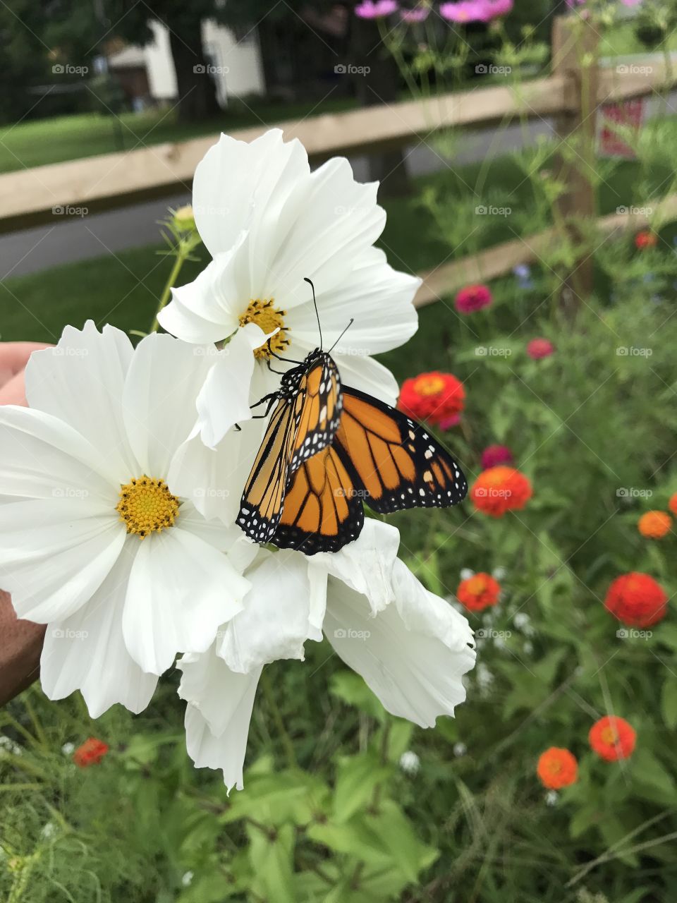 White flower and Monarch Butterfly 