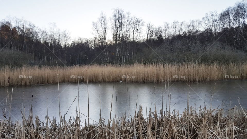 Ice on lake in forest - frozen 