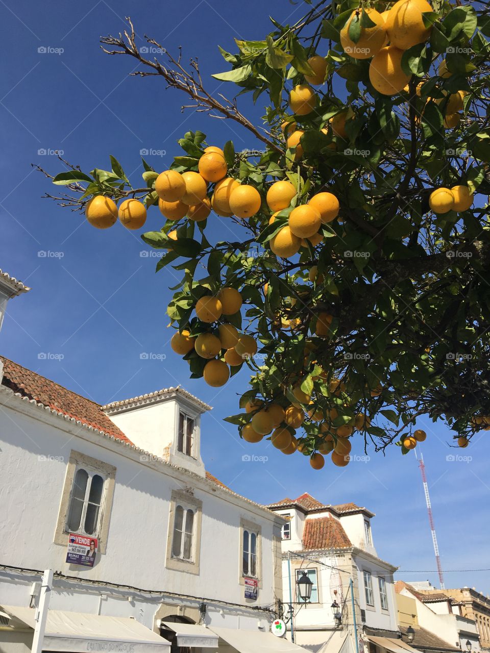 Orange tree in city