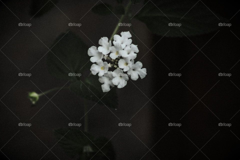 White flowers 