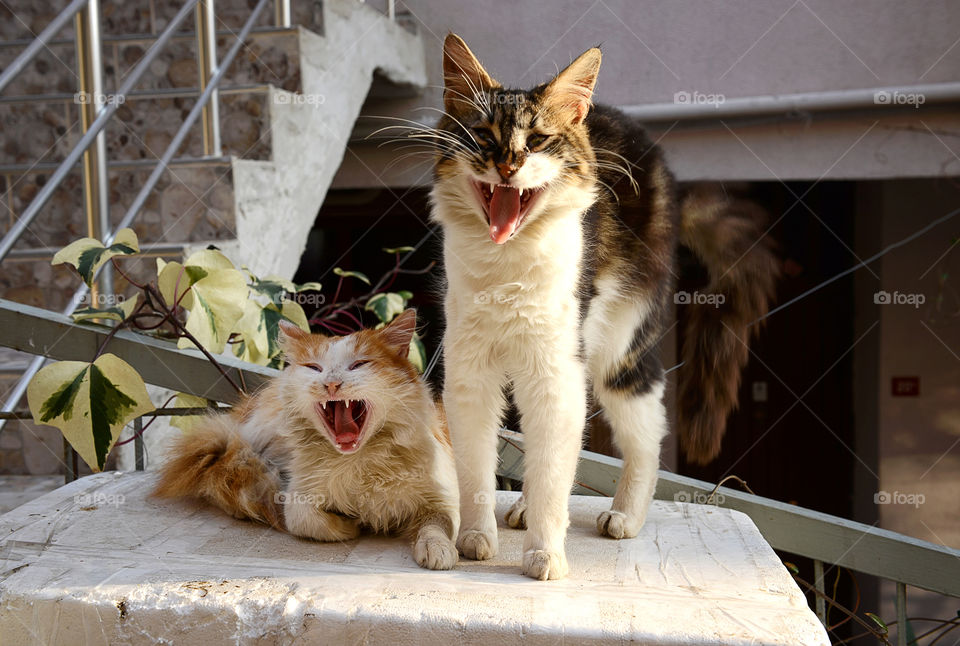 angry cats. two angry cats in the streets of istanbul