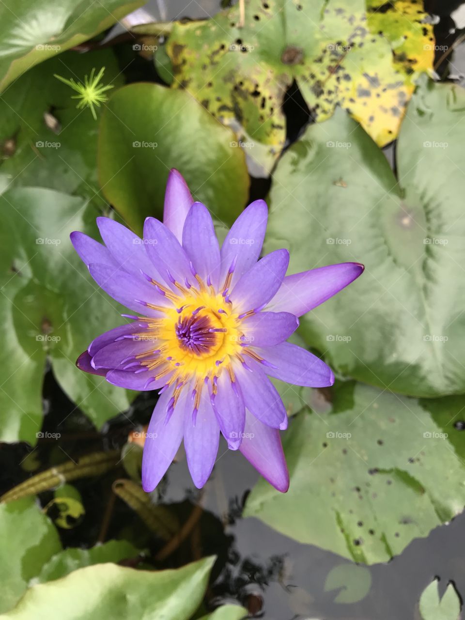 Tropical purple water lily flower