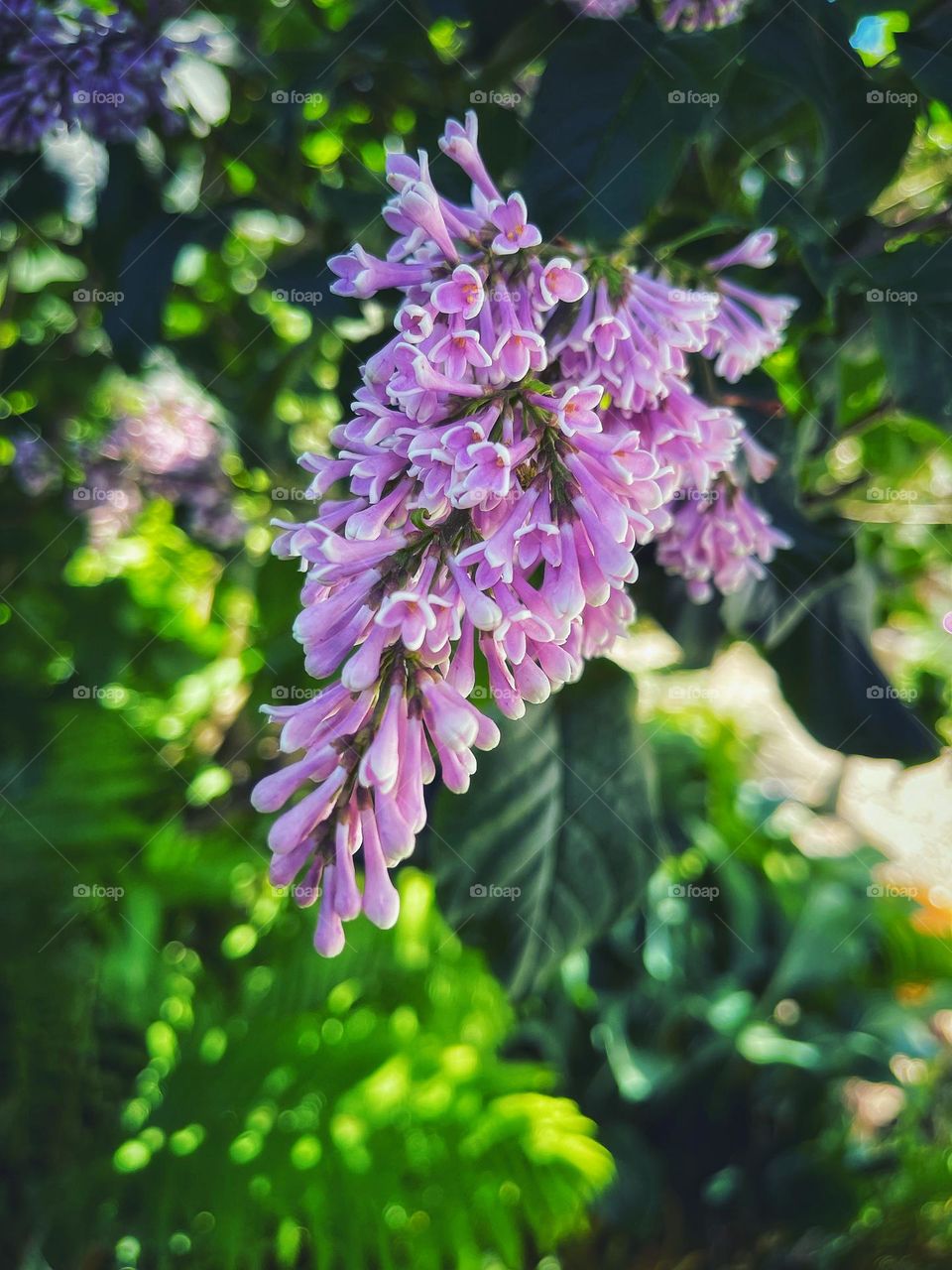 Lilacs in my moms garden 