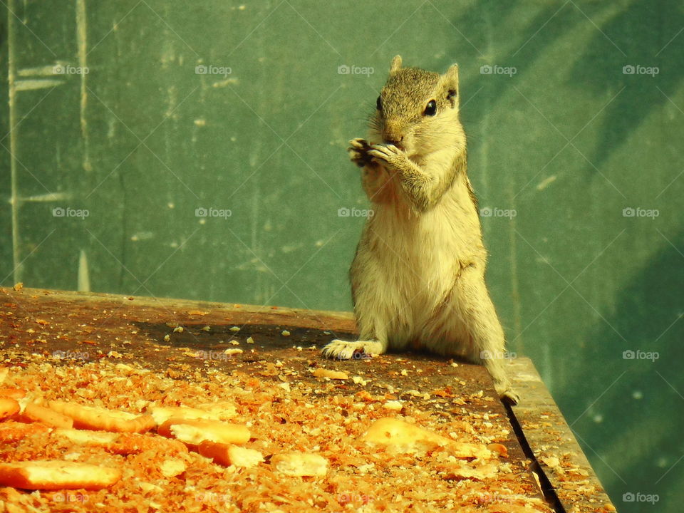 Squirrel  breakfast