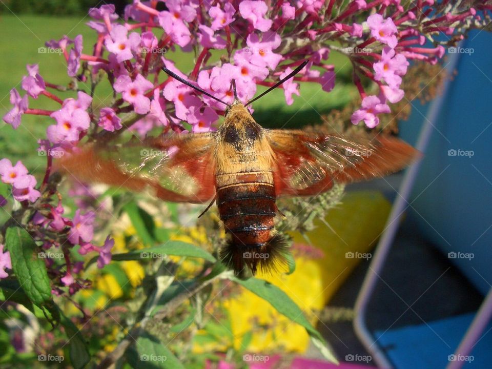 Hummingbird moth 