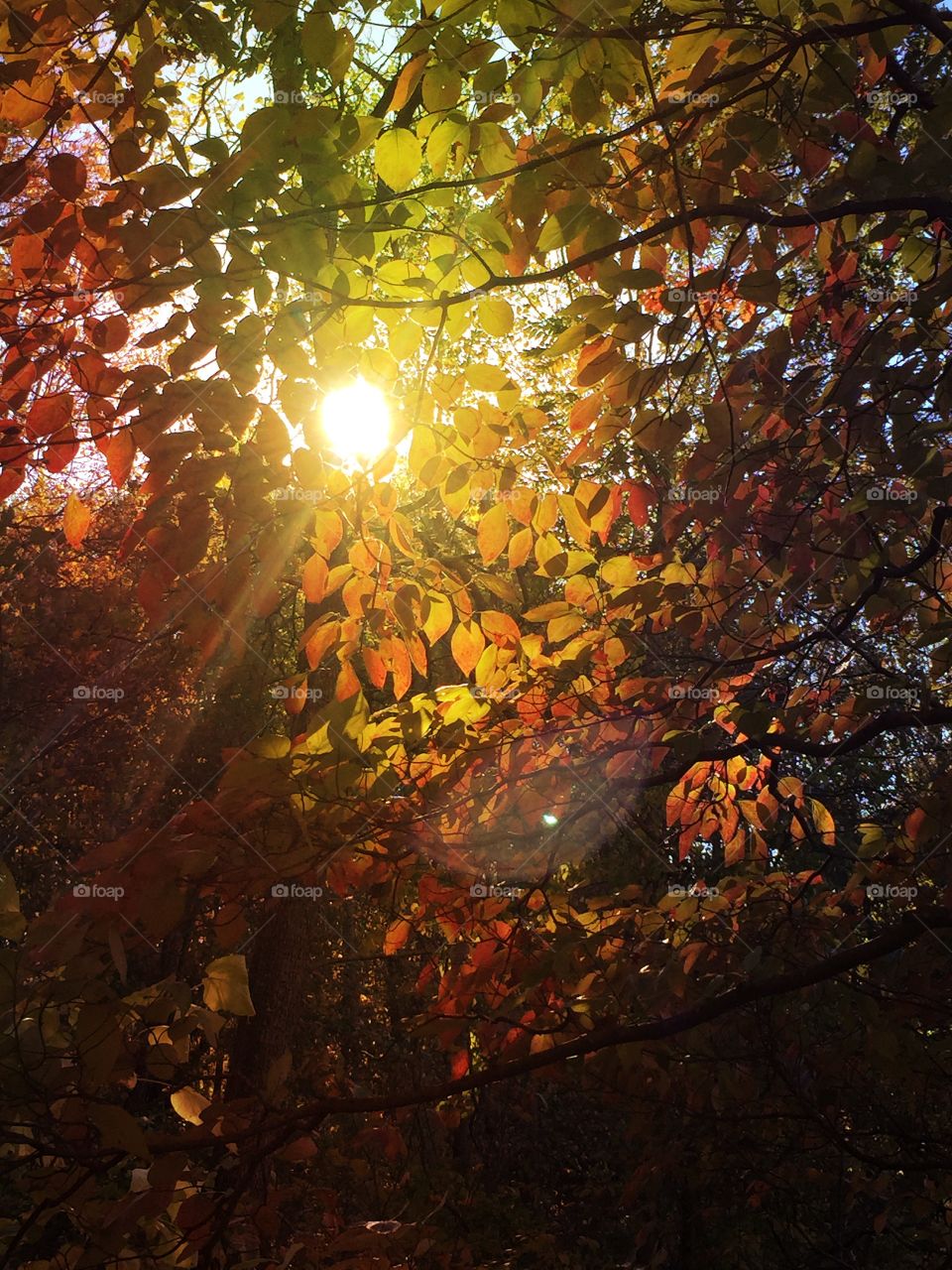 Mother Nature's Curtains. Mother Nature's curtains...fall foliage in full color, backlit by sunlight