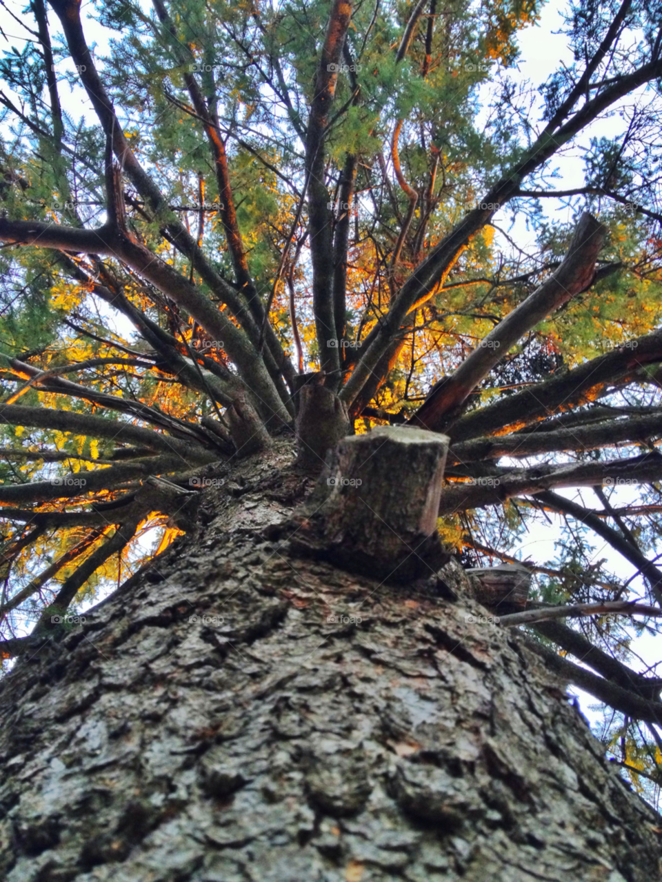 nature tree mississauga cool by michael_aldsworth