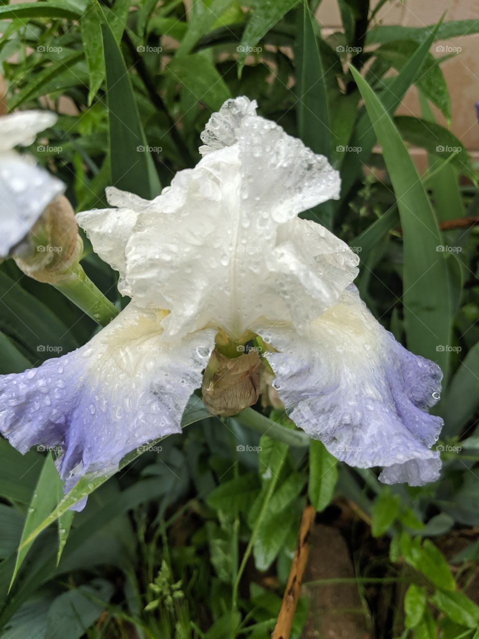 This Iris is dancing in the rain.