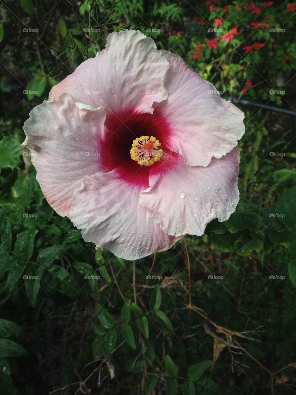 Morning Dew Hibiscus 