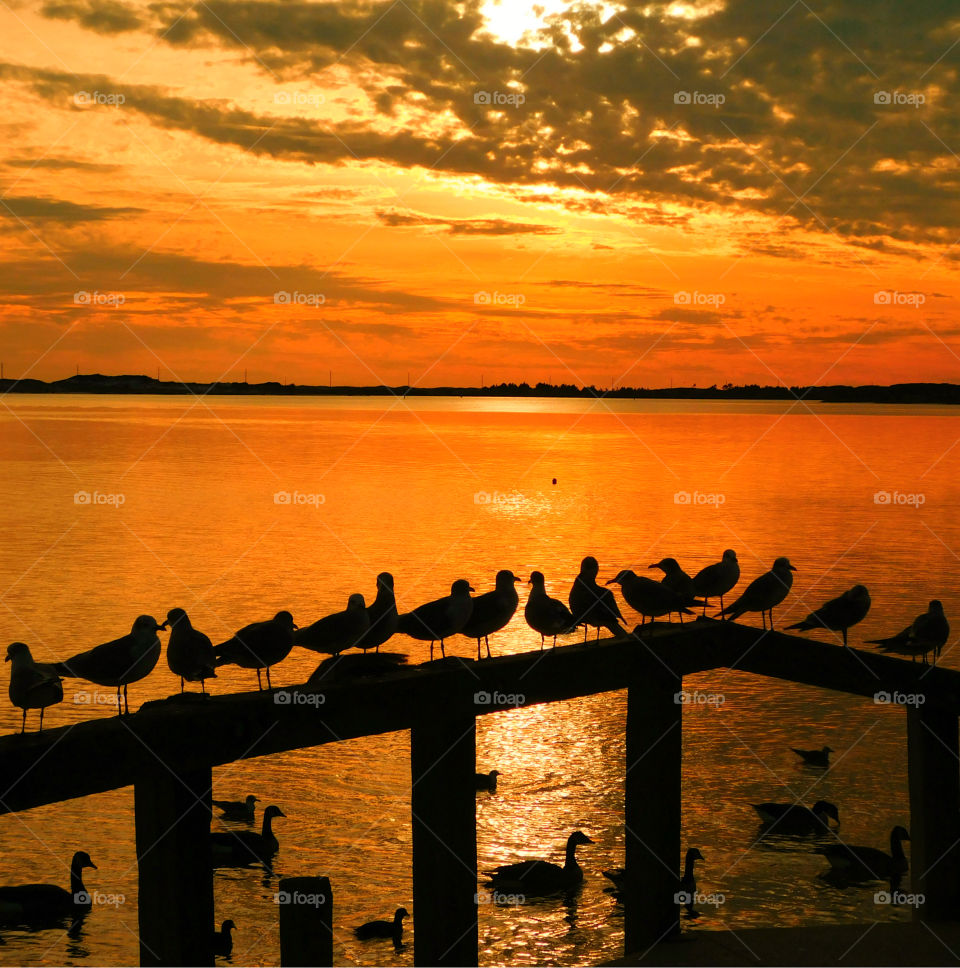 My hobby is sunset photography. Like the meeting of two worlds - the known and the unknown. The sun is like a big romantic; inspirational fire in the sky. Here, ruins of a historical pier play host to a flock of seagulls and ducks basking in the sun.