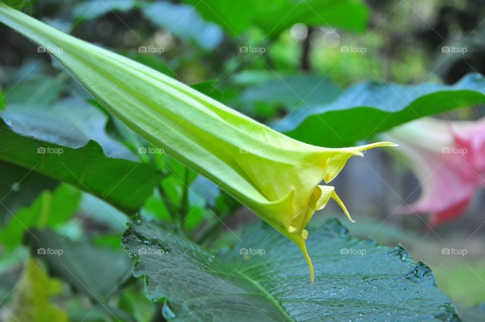 Leaf, Nature, Flora, No Person, Garden