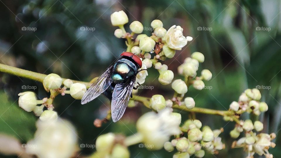 Green bottle fly