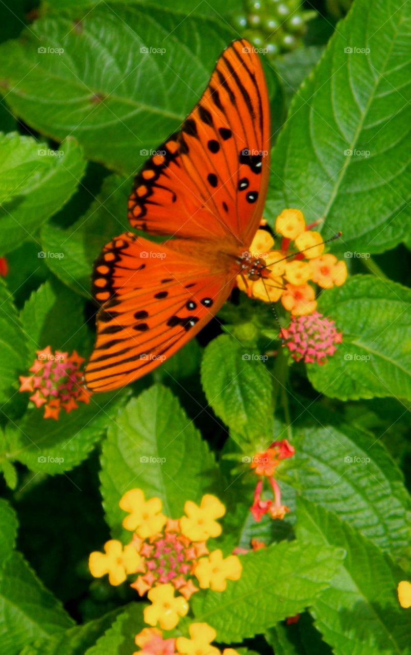 Orange butterfly on flower