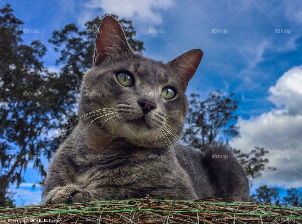 Last Portrait (Gone To Heaven)