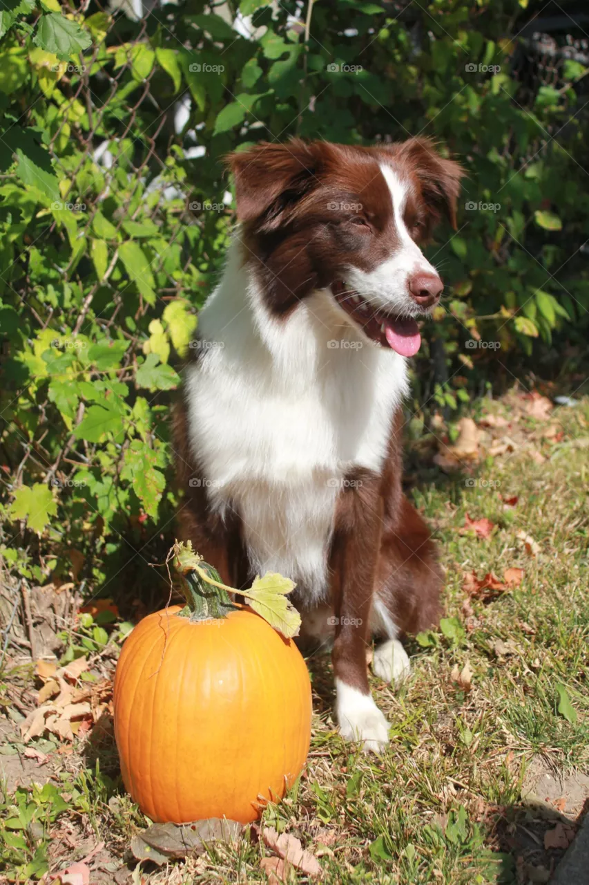Pumkin spice and everything nice