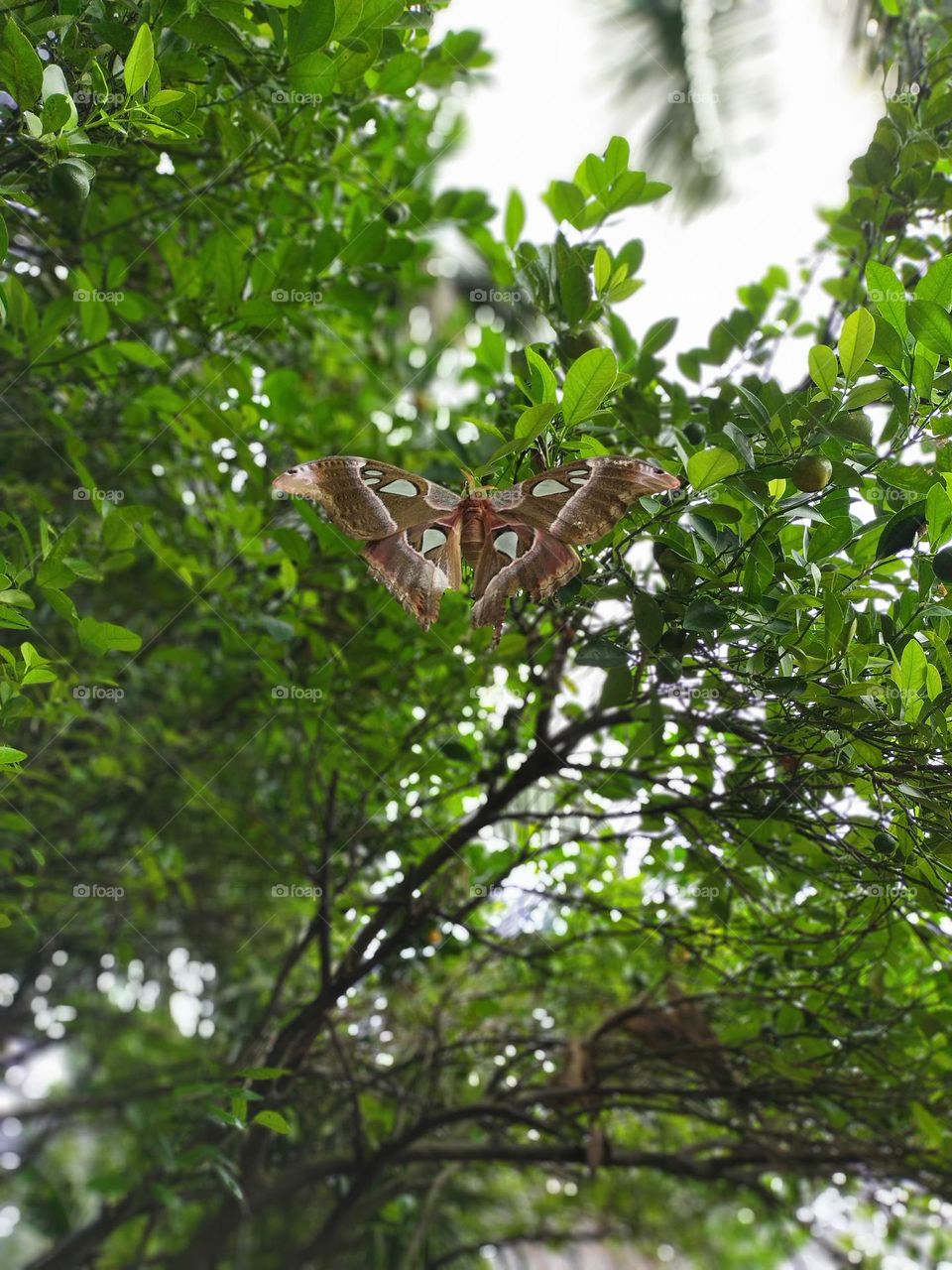 fly free, winged creature that beautifully blended with nature