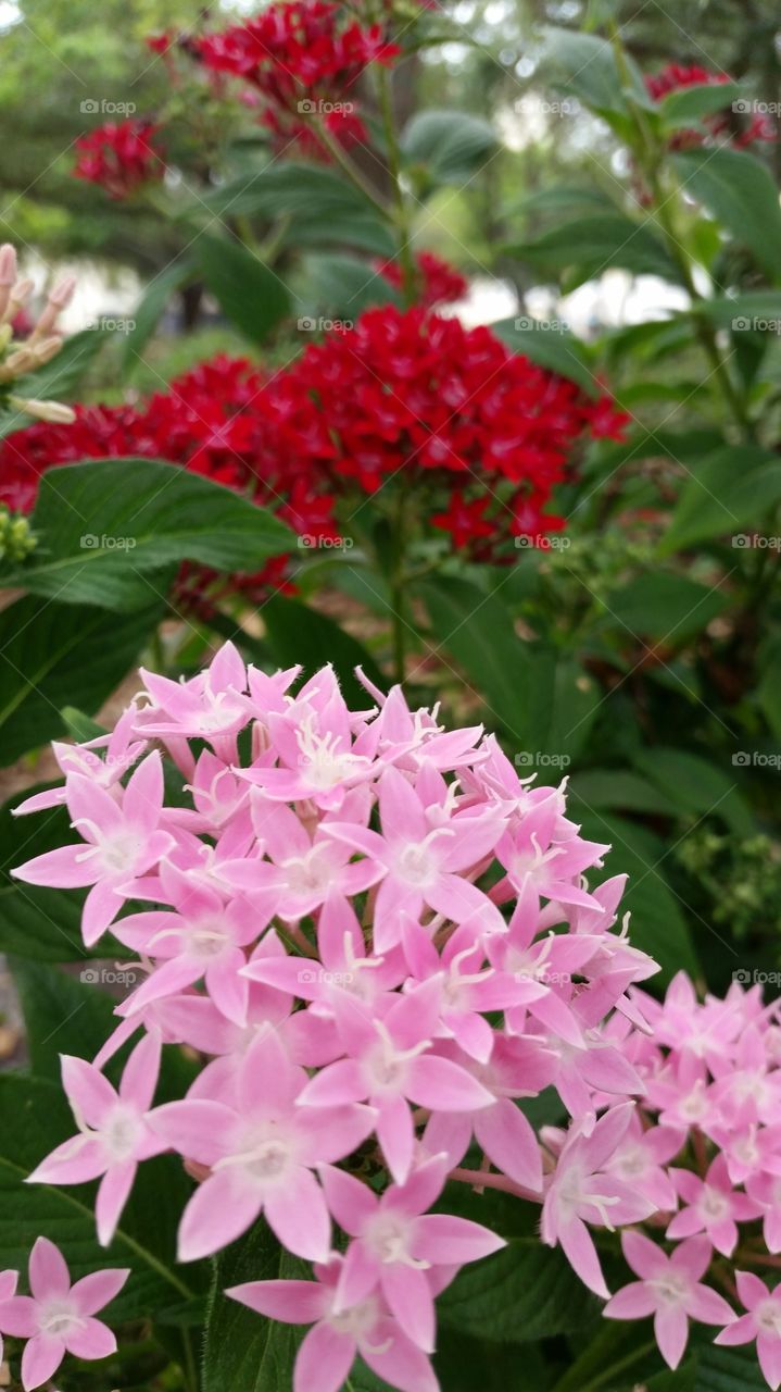 pink flowers . spring