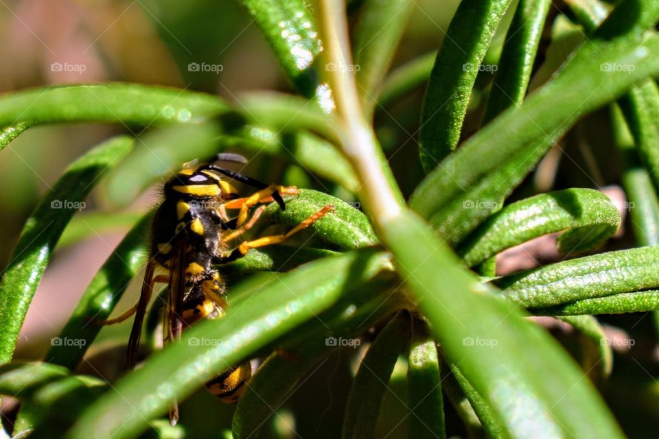 Hornet in search