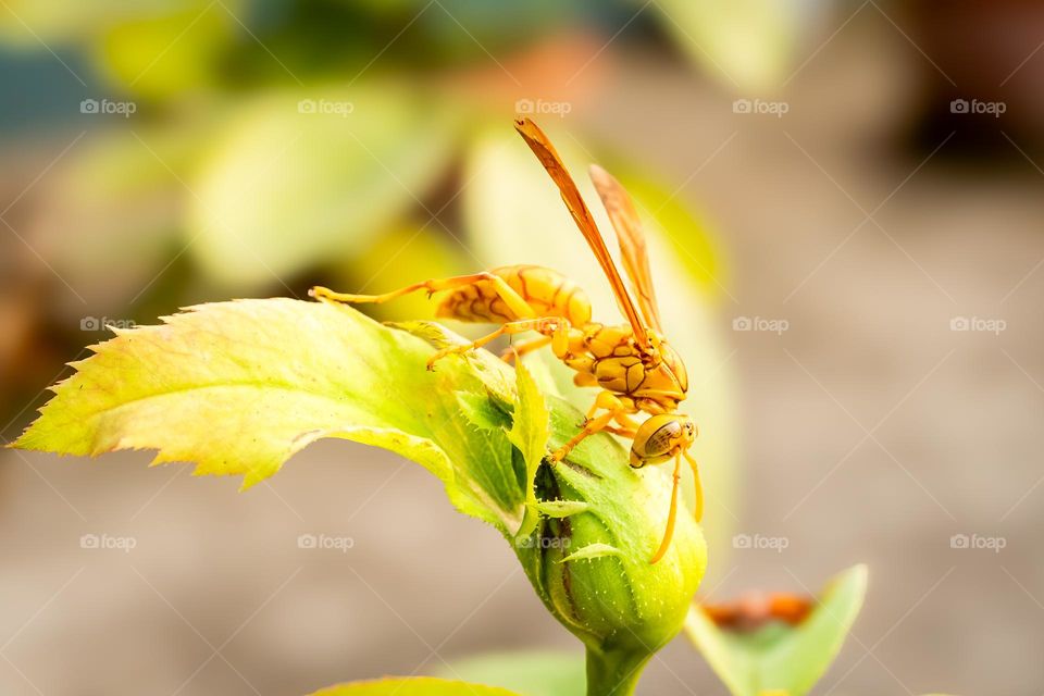 Yellow Hornet on Rose